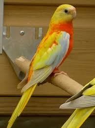 perruches turquoisines 0 34160 Sussargues