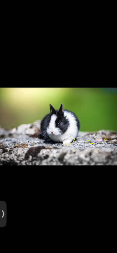 Plusieurs b&eacute;b&eacute;s lapins 40 41120 Cormeray