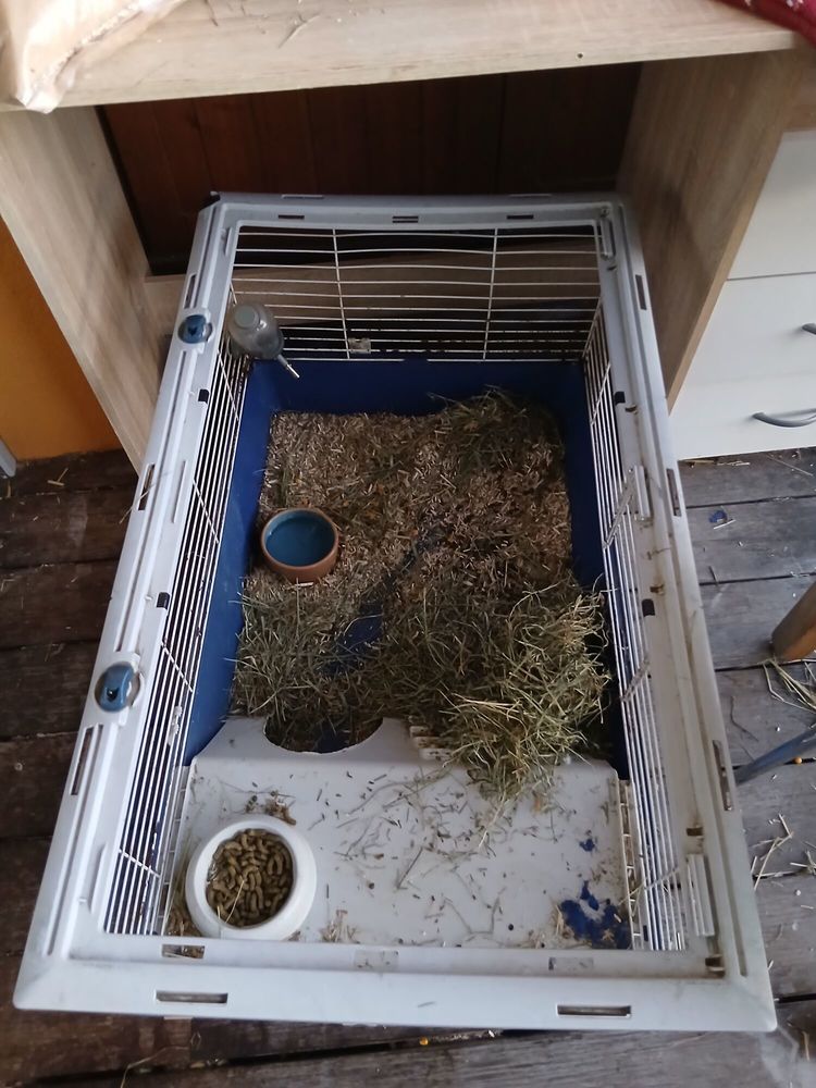 Chonchon, 11 mois, lapin nain m&acirc;le  &agrave; t&ecirc;te de lion 40 69200 V�nissieux