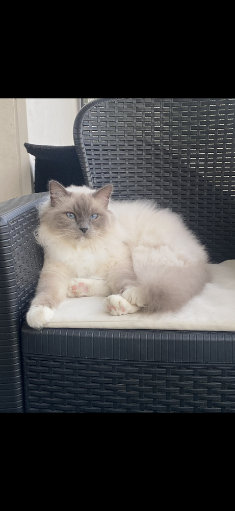 M&acirc;le sacr&eacute; de Birmanie 300 92700 Colombes