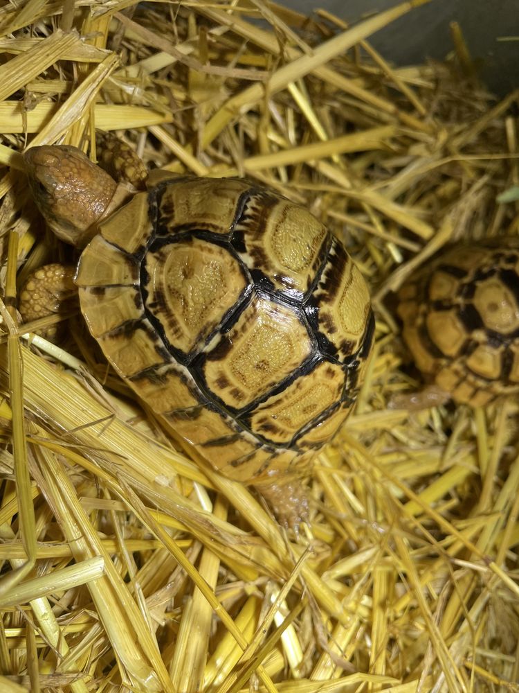 Tortue pardalis somalica/ &Eacute;thiopie g&eacute;ante 350 30000 N�mes