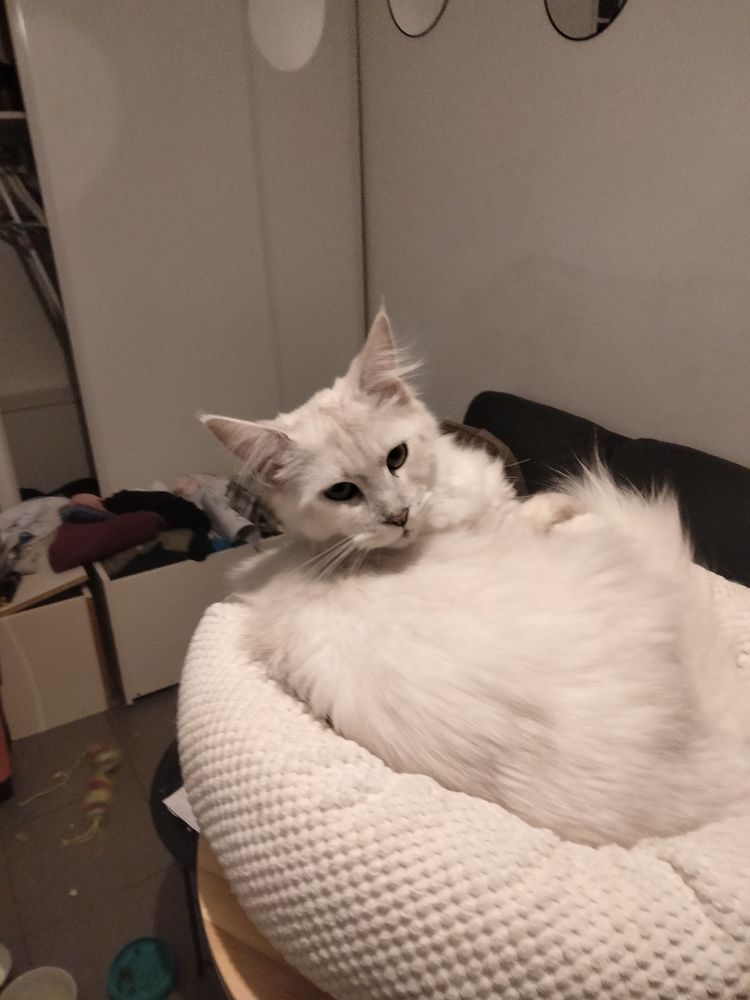 Afrodite maine coone 0 91100 Corbeil-essonnes