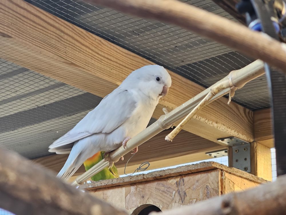 Conure souris 250 66740 Villelongue-dels-monts