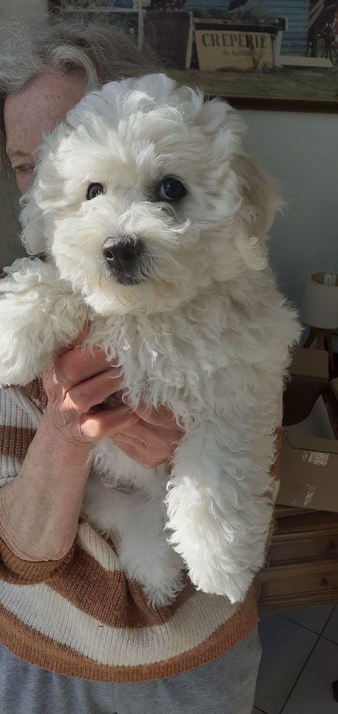 Bichon fris&eacute; m&acirc;le 900 85180 Les sables-d'olonne
