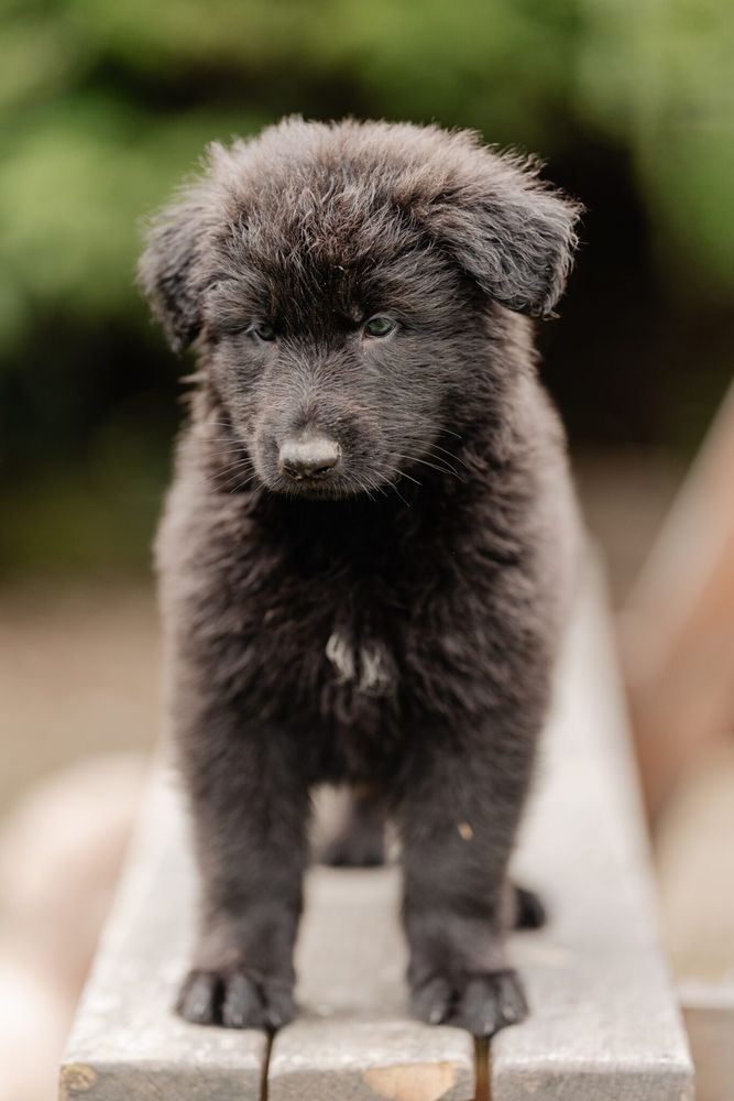 Bicelmos (Altdeutsche Sch&auml;ferhund) 1500 17000 La rochelle