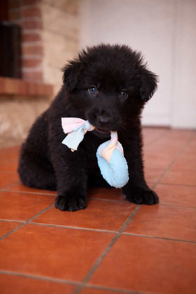 Bicelmos (Altdeutsche Sch&auml;ferhund) 1500 17170 Cour�on