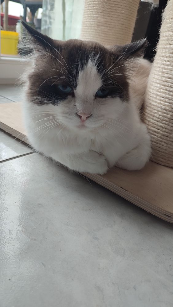 Saillie Ragdoll  350 85150 Sainte-foy