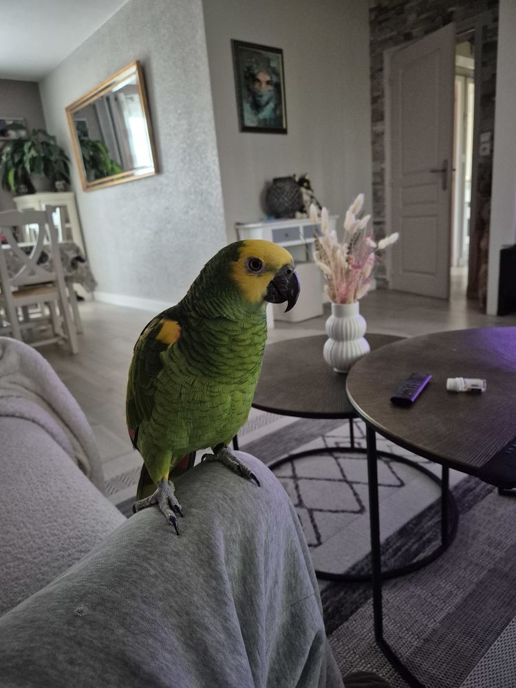 Perroquet Amazon 0 86100 Antran