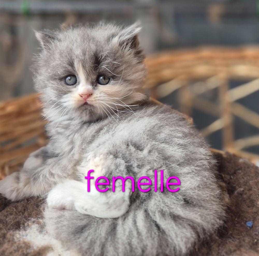 Magnifique chaton Persan x Maine coon 750 44350 Gu�rande