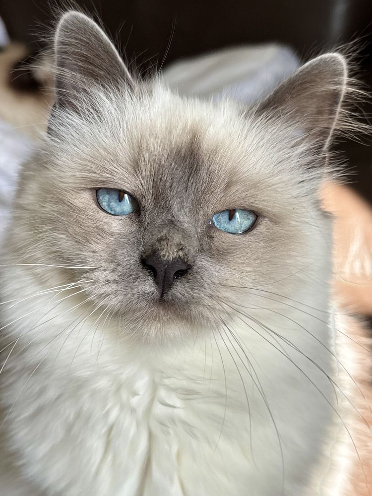  Chat Sacr&eacute; de Birmanie  500 77000 Vaux-le-p�nil