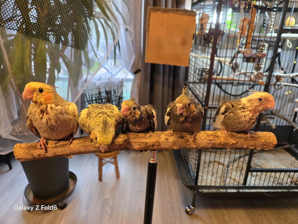 Babys calopsittes &eacute;lev&eacute;es main par mes soins 110 91790 Boissy-sous-saint-yon