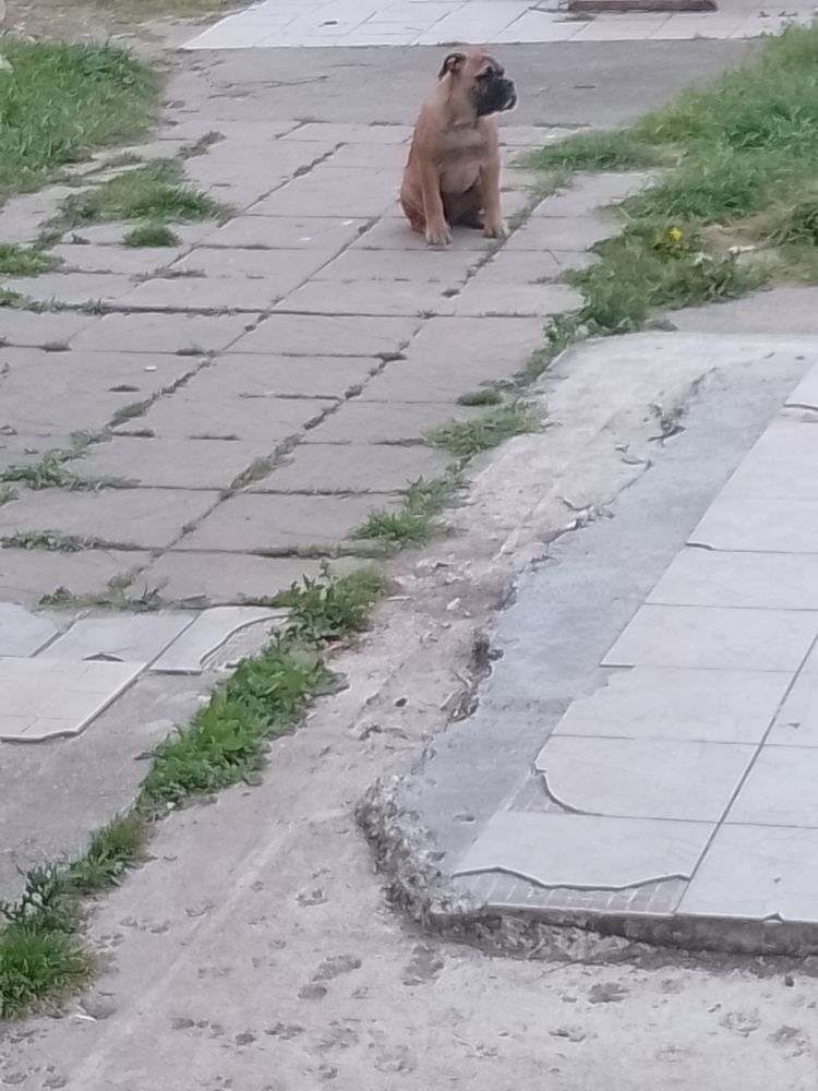 Anis magnifique chiots bulldog continental n&eacute;e le 20 11 2025 900 31660 Bessi�res