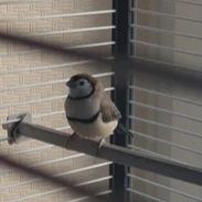 Diamant de Bicheno  0 44160 Pontch�teau