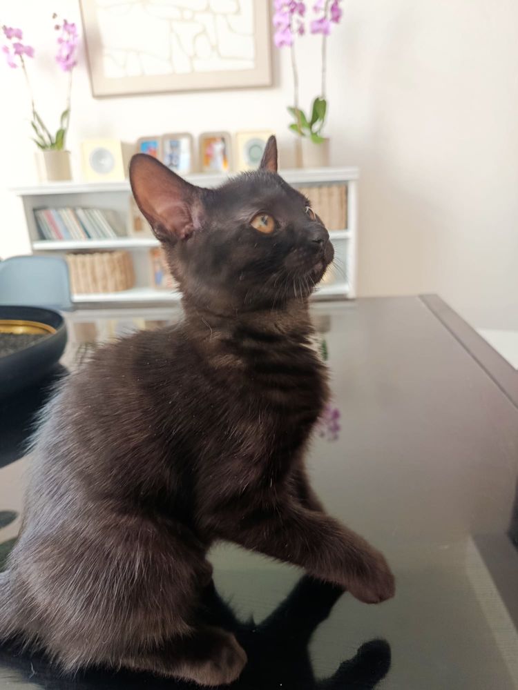 Don de Chaton 0 45200 Montargis