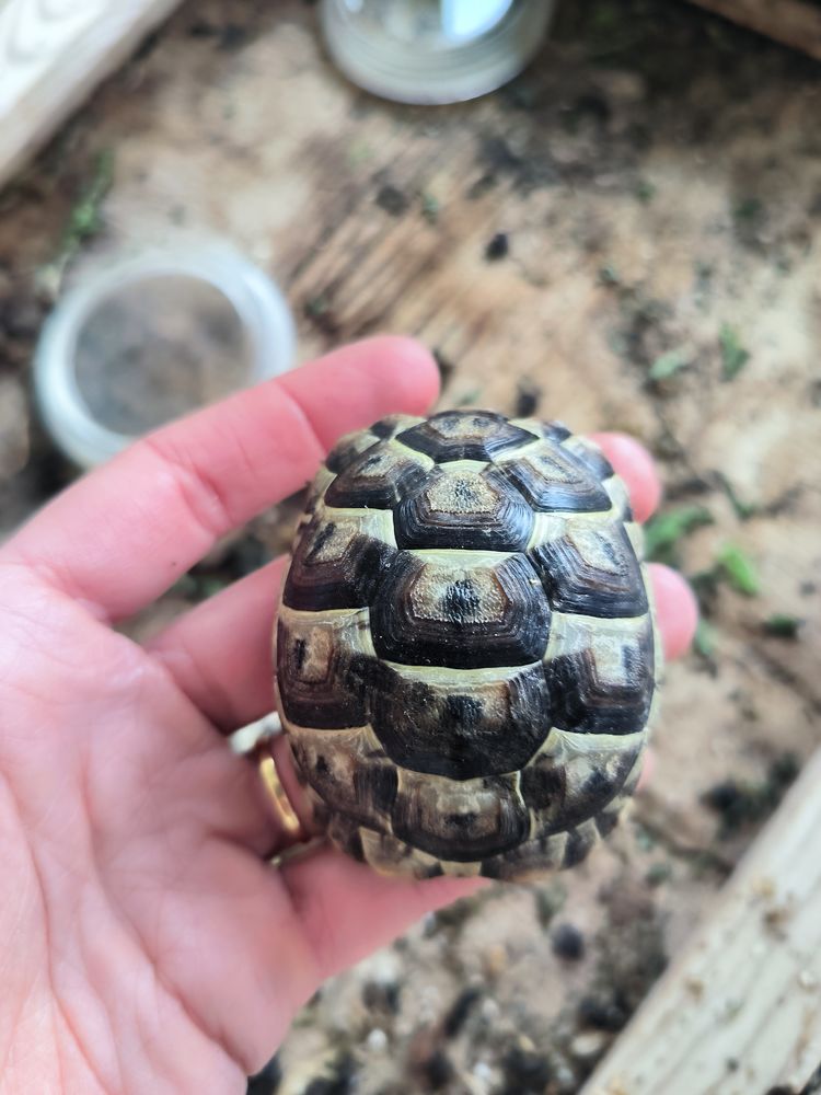 3 petites tortues de terre 35 83400 Hy�res