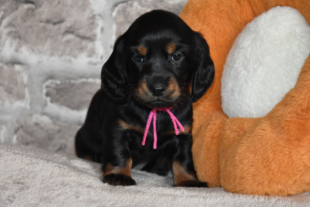 A RESERVER CHIOTS TECKELS POILS LONGS NON LOF NOIR ET FEU 1600 62116 Puisieux