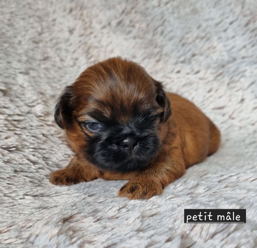 A r&eacute;server magnifiques chiots shih tzu lof  1300 17000 La rochelle