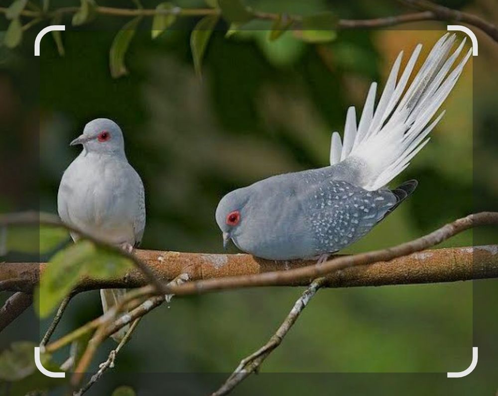 Colombes diamants 28 77400 Saint-thibault-des-vignes