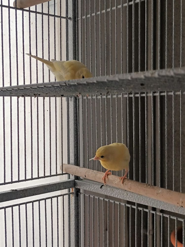 Couple de jeune canaris 80 11000 Carcassonne