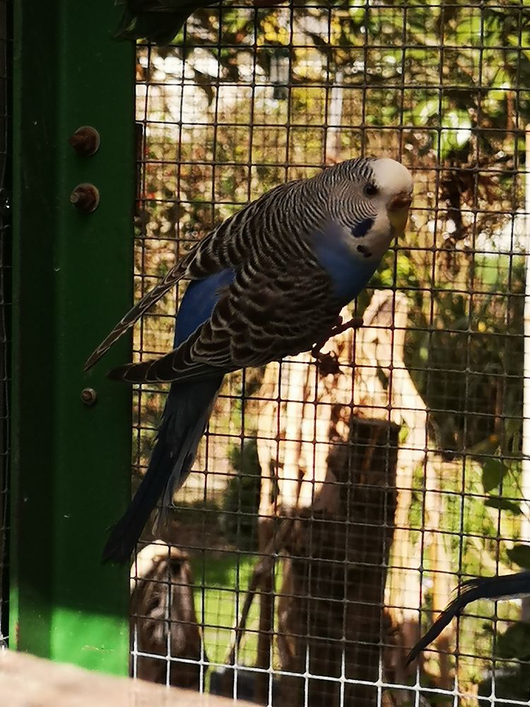 Perruches ondul&eacute;es 5 44390 Petit-mars