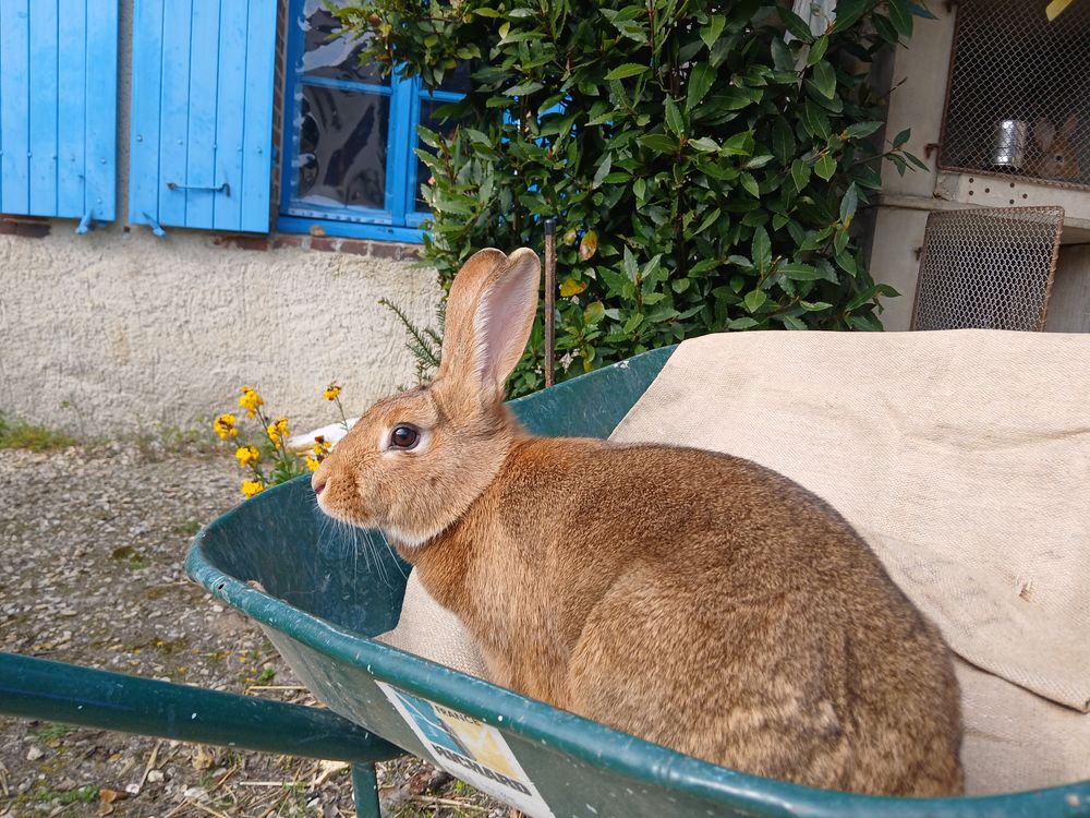 Lapine reproductive 40 77118 Bazoches-l�s-bray