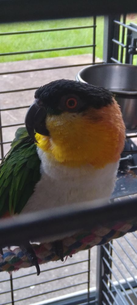 perroquet ca&iuml;que &agrave; t&ecirc;te noir avec sa grande cage 500 80300 Mametz