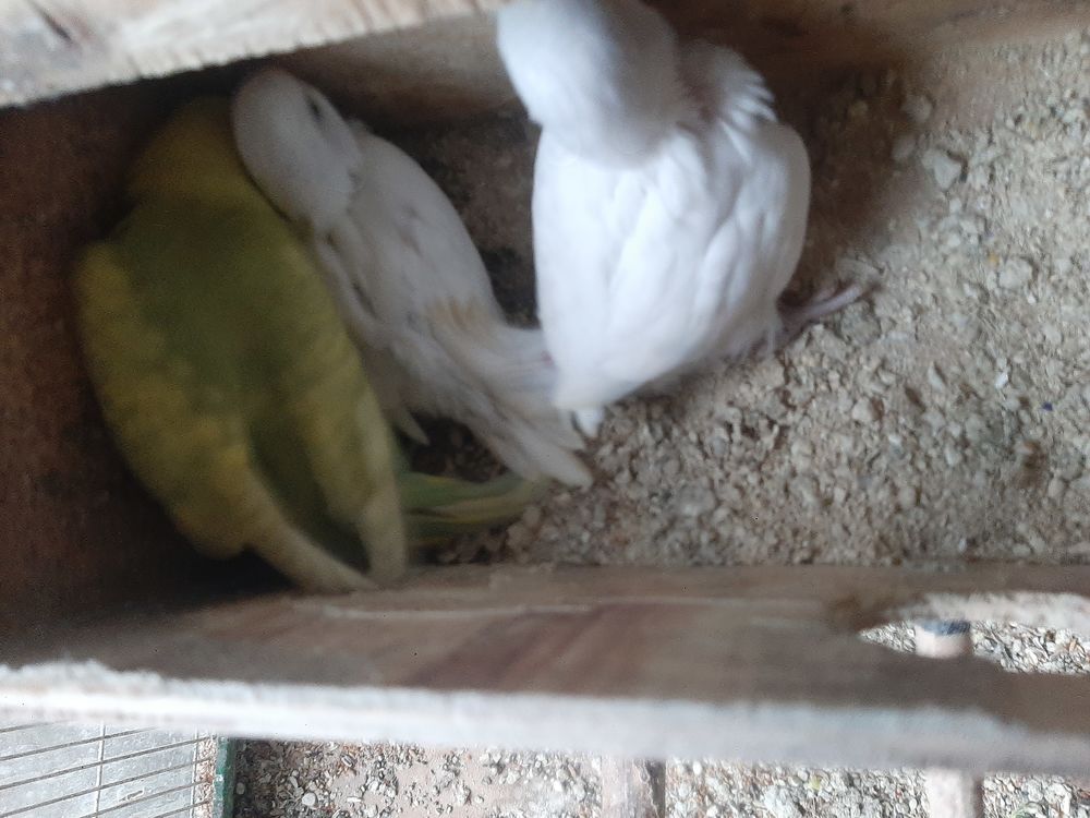 Perruches ondul&eacute;es 20 78420 Carri�res-sur-seine