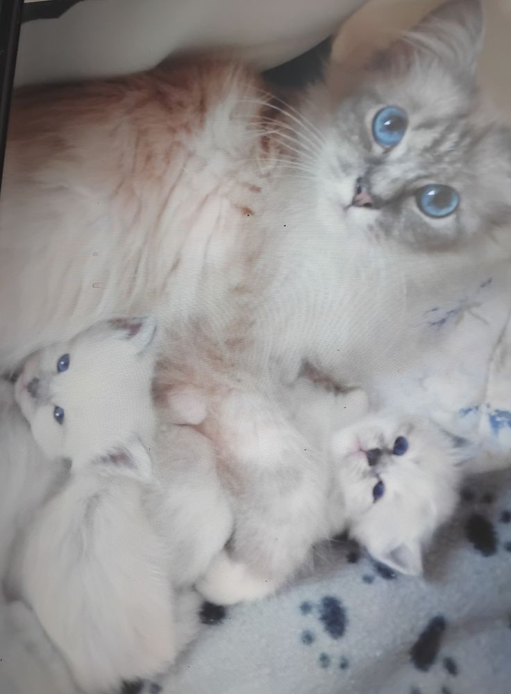 Chaton a reserver une femelle un m&acirc;le  850 76780 M�sangueville