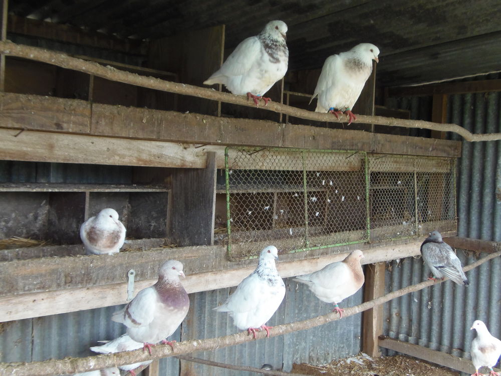 Pigeons Texan 0 49640 Morannes