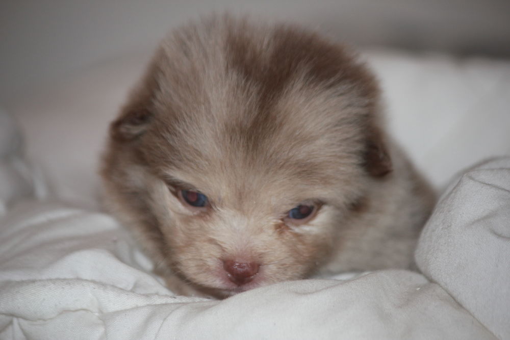 Spitz allemand 0 31800 Saint-gaudens