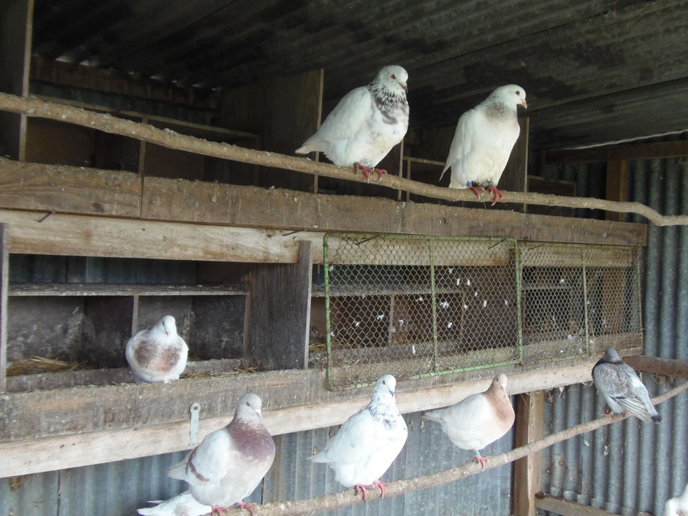 Pigeons Texan 0 49640 Morannes