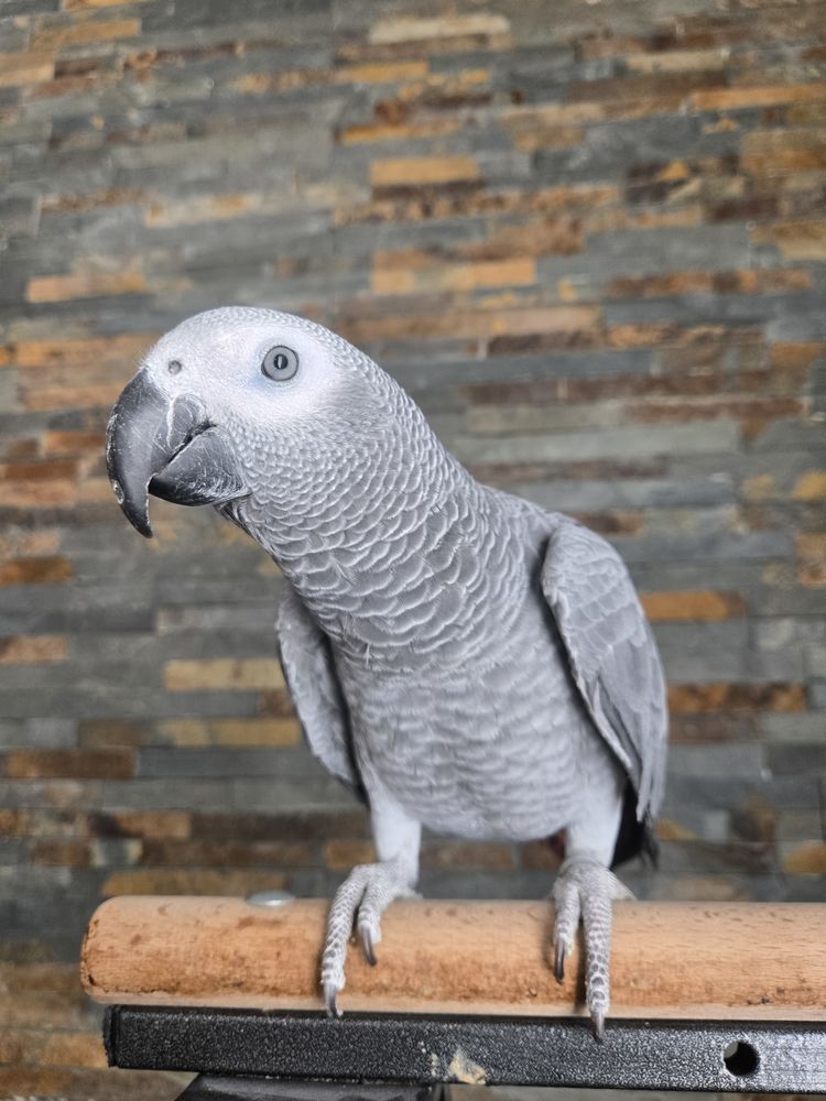 Gris du gabon 1300 38570 Tencin