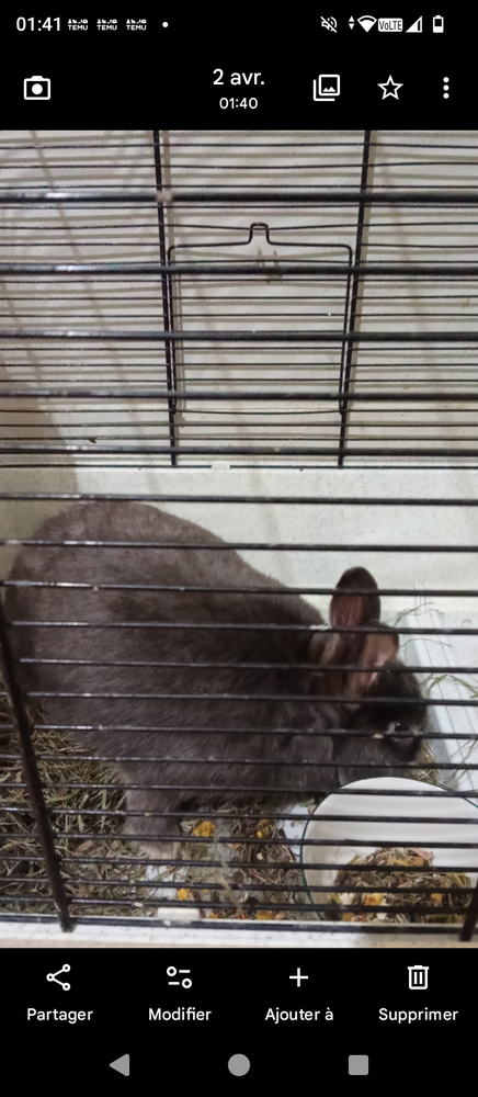 J'ai un lapin a 60� 60 75019 Paris