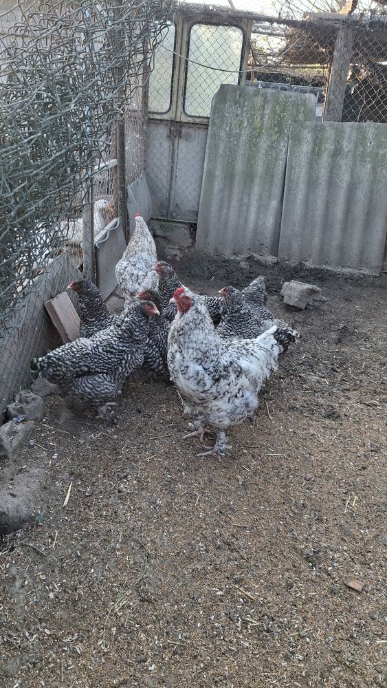 Oeufs Coucou De Malines 2 13129 Salin de giraud