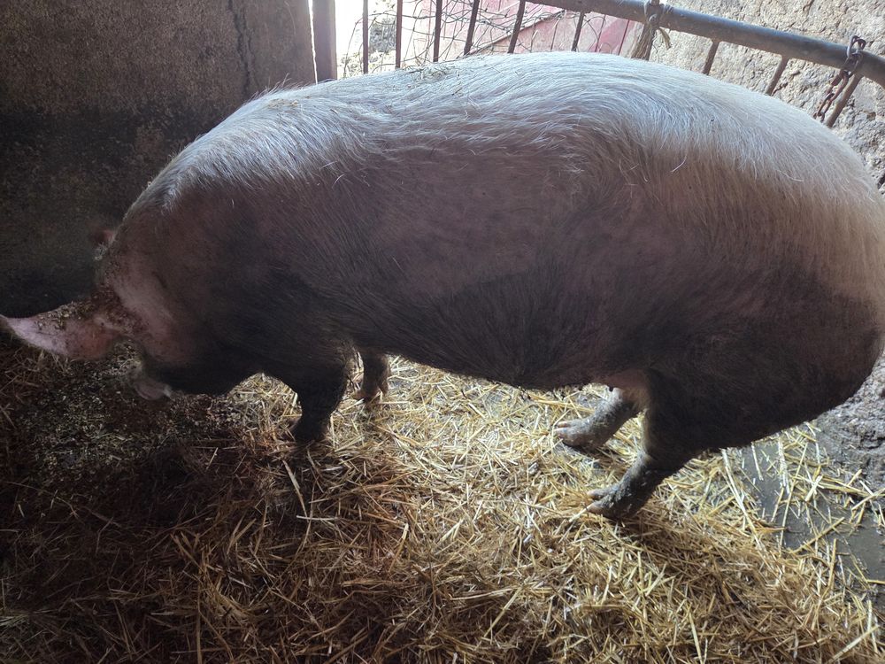 Cochons 220 71220 Marizy