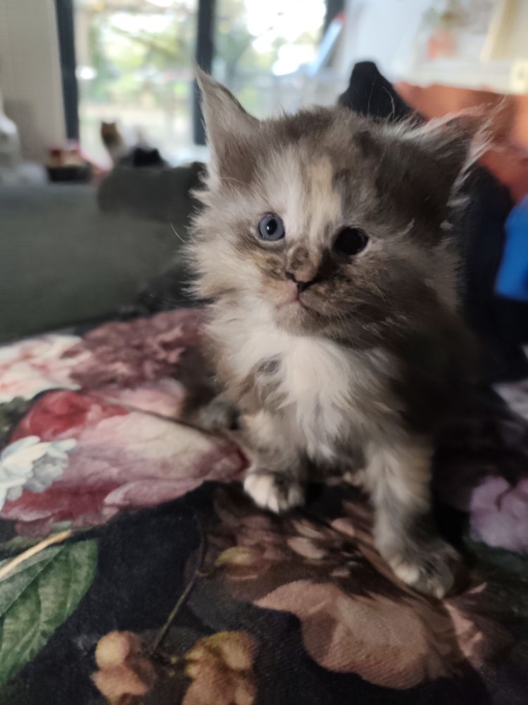 Maine coon 800 81110 Dourgne