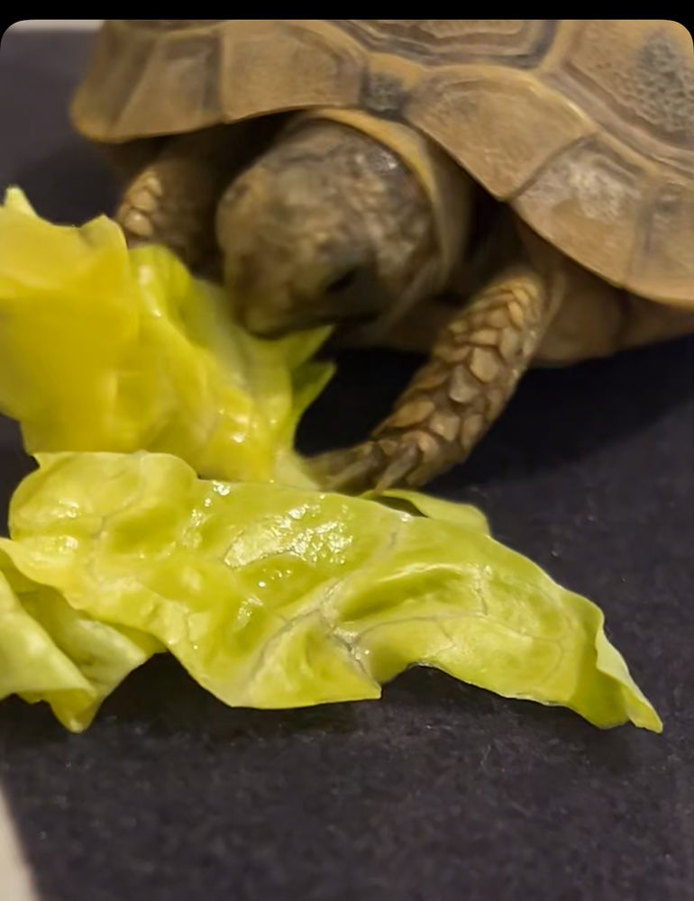 tortue de terre grecqua 100 77130 Montereau-fault-yonne