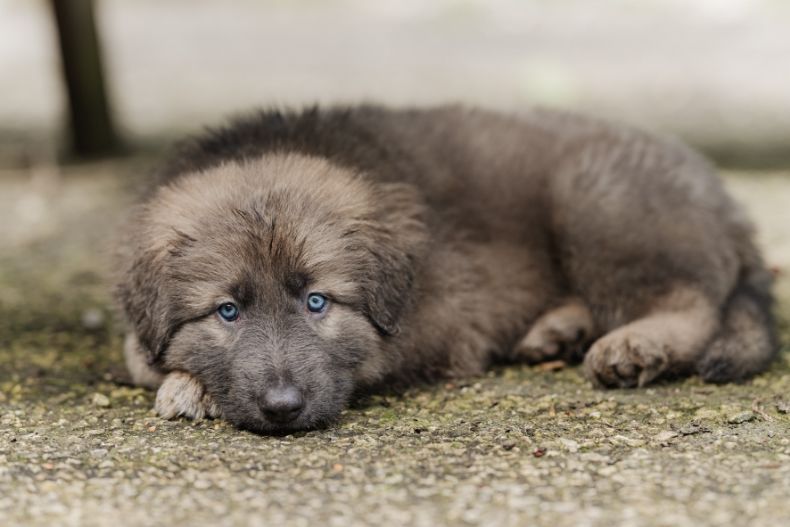 Brume (Altdeutsche Sch&auml;ferhund) 2500 75015 Paris