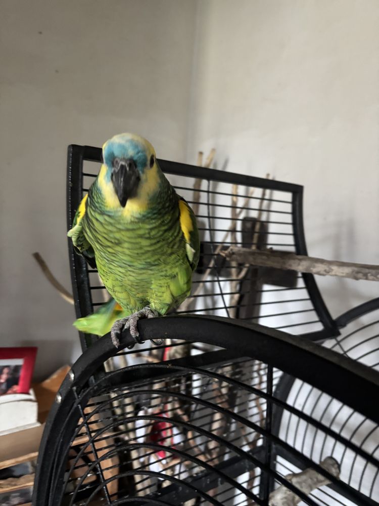 Perroquet  900 64360 Monein