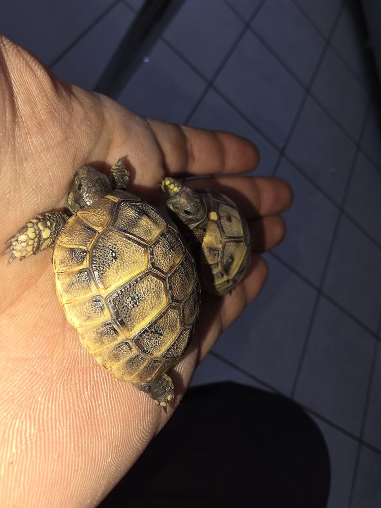 Tortue  50 42420 Lorette