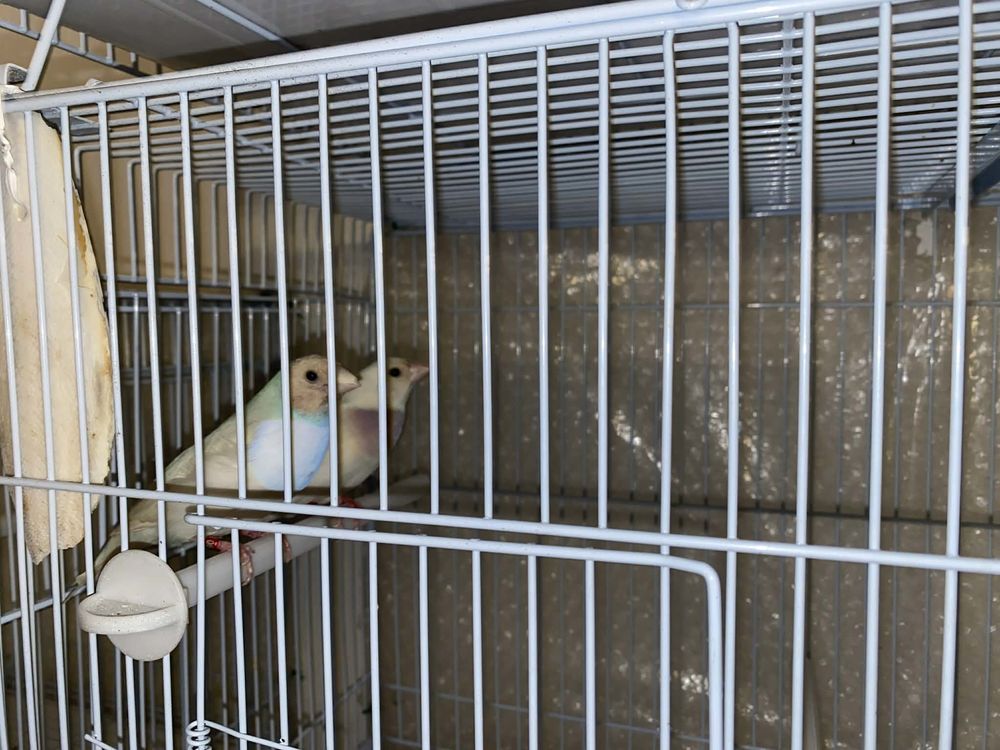 couple diamant de Gould blanc 120 94460 Valenton