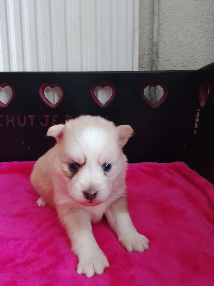 Pomsky F4  1300 39200 Saint-claude