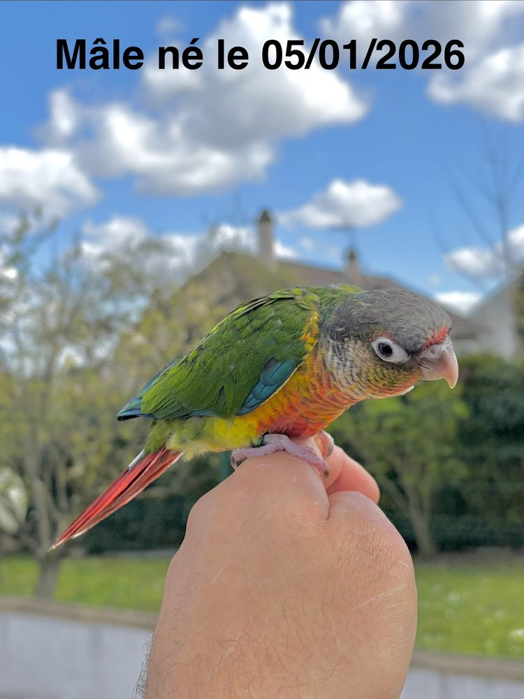Tr&egrave;s Belles Conure Molina&eacute; EAM TR&Egrave;S BIEN APPRIVOIS&Eacute;ES 2026 450 94450 Limeil-br�vannes