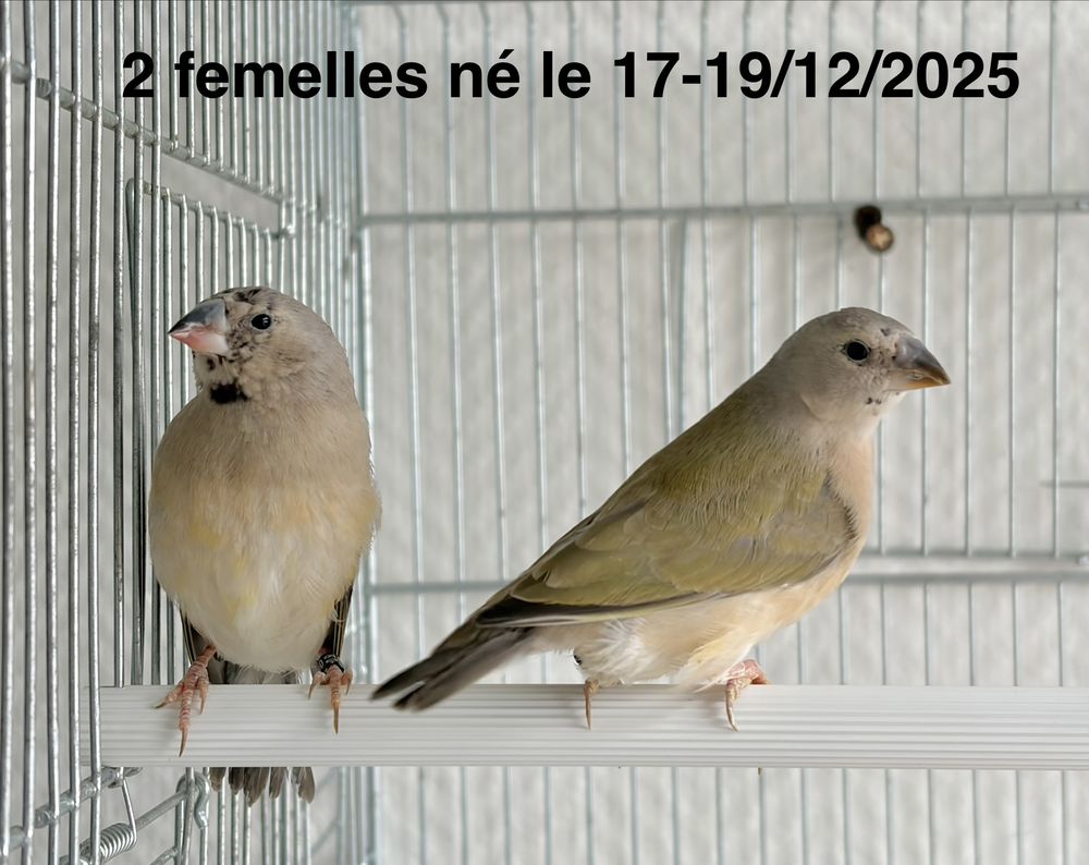 Deux Jeunes Tr&egrave;s Belles Femelles Diamants De Gould Bagu&eacute;s 26 50 94450 Limeil-br�vannes