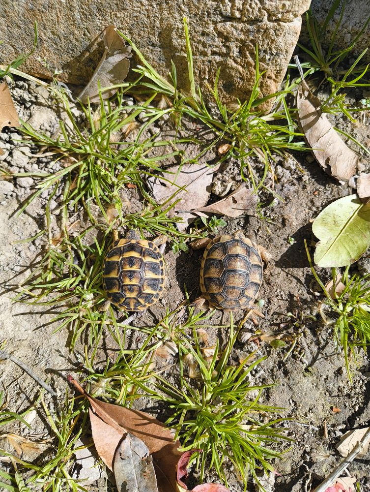 tortues de terre 30 34800 Clermont-l'h�rault