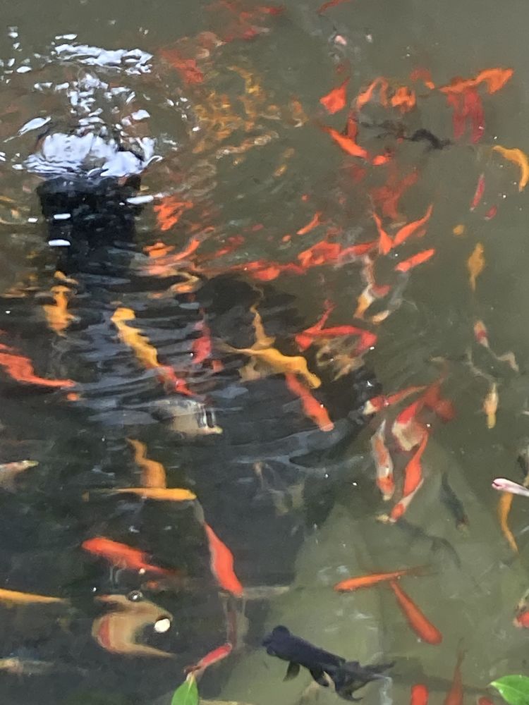 Poissons rouges diff&eacute;rents coloris  3 94140 Alfortville