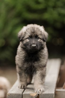 Borealis (Altdeutsche Sch&auml;ferhunde) 1800 17170 Cour�on