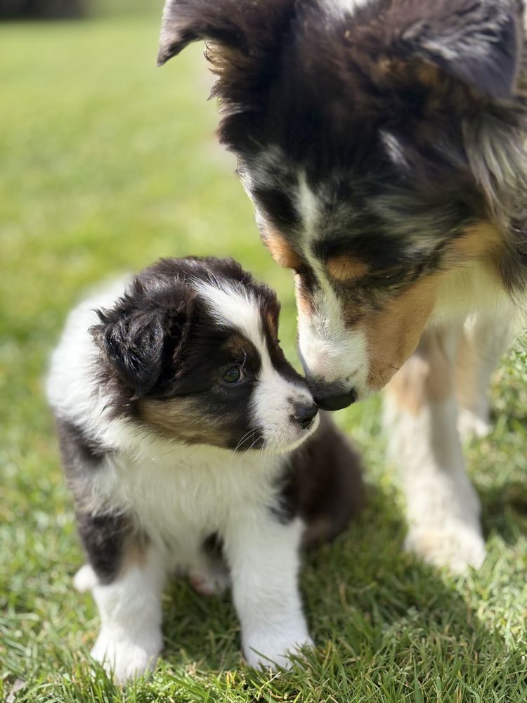 Chiot Berger Australien  1400 44780 Missillac