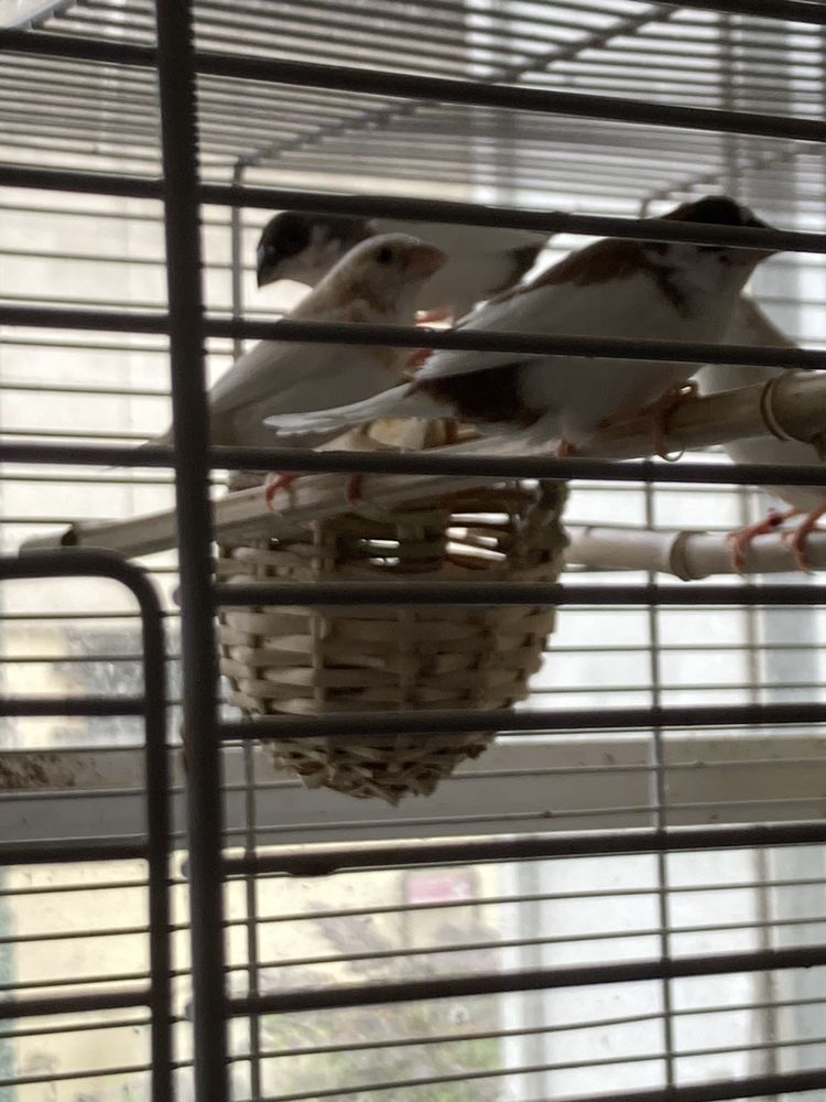 MOINEAUX DU JAPON  30 94140 Alfortville