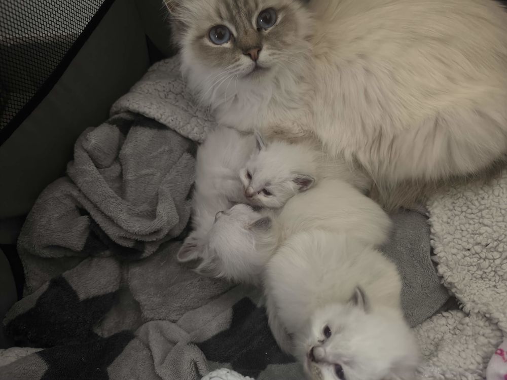 sacr&eacute; de Birmanie &agrave; r&eacute;server 1090 60110 Esches